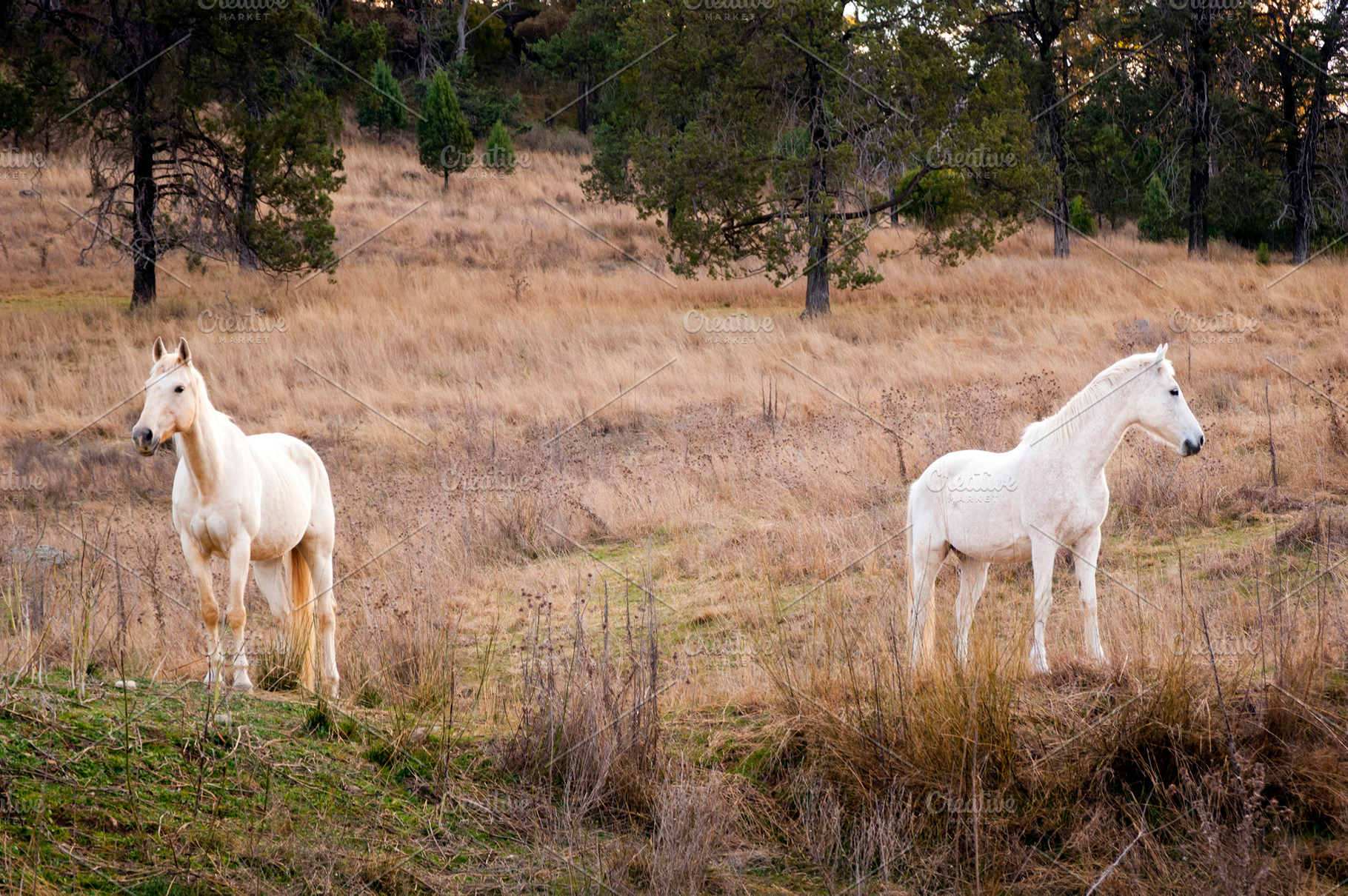 White Horses, an Animal Photo by THP Creative