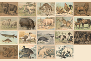 Oluf August Hermansen's Animals, an Animal Illustration by Digital Museum (Thumbnail 6 of 11)