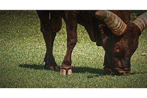 Grazing Cow with Distinctive Horns, an Animal Photo by Our Amazing World