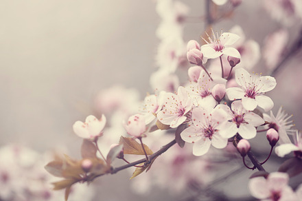 Spring blossom stock photo containing cherry and blossom, a Nature Photo by hitdelight