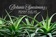 Succulents -Real Haworthia Specimens, an Object Graphic by Turning Moss (Thumbnail 3 of 9)