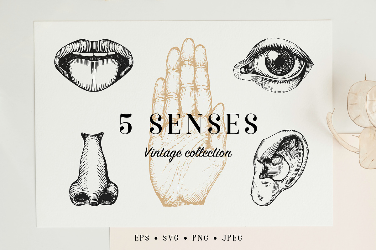 Five Human Senses Vintage Collection, an Object Illustration by Chewie Co (Photo 1 of 8)