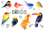 Original watercolor bird, an Animal Illustration by Tanor (Thumbnail 1 of 3)
