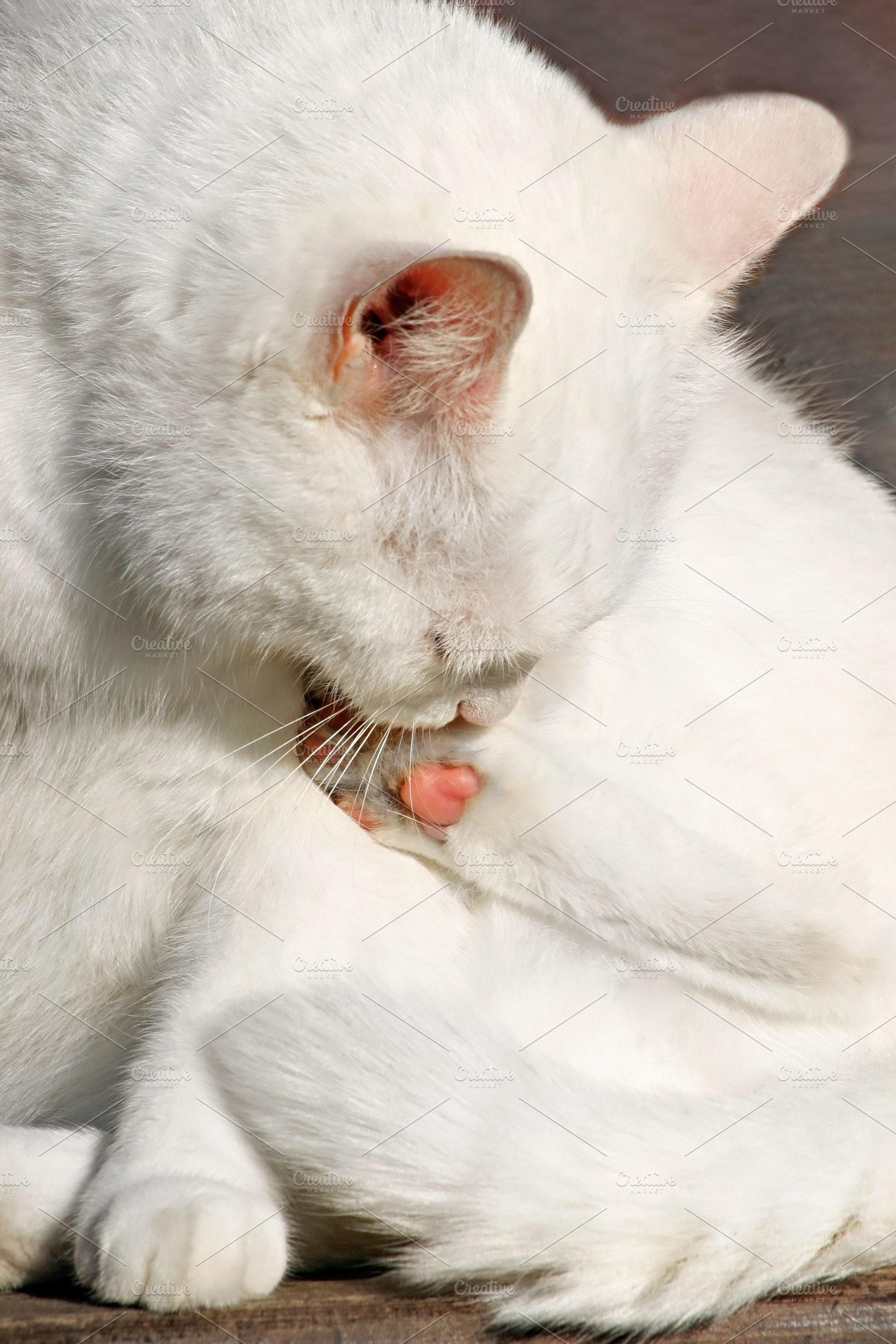 White cat licking, a Photo by saiko3p