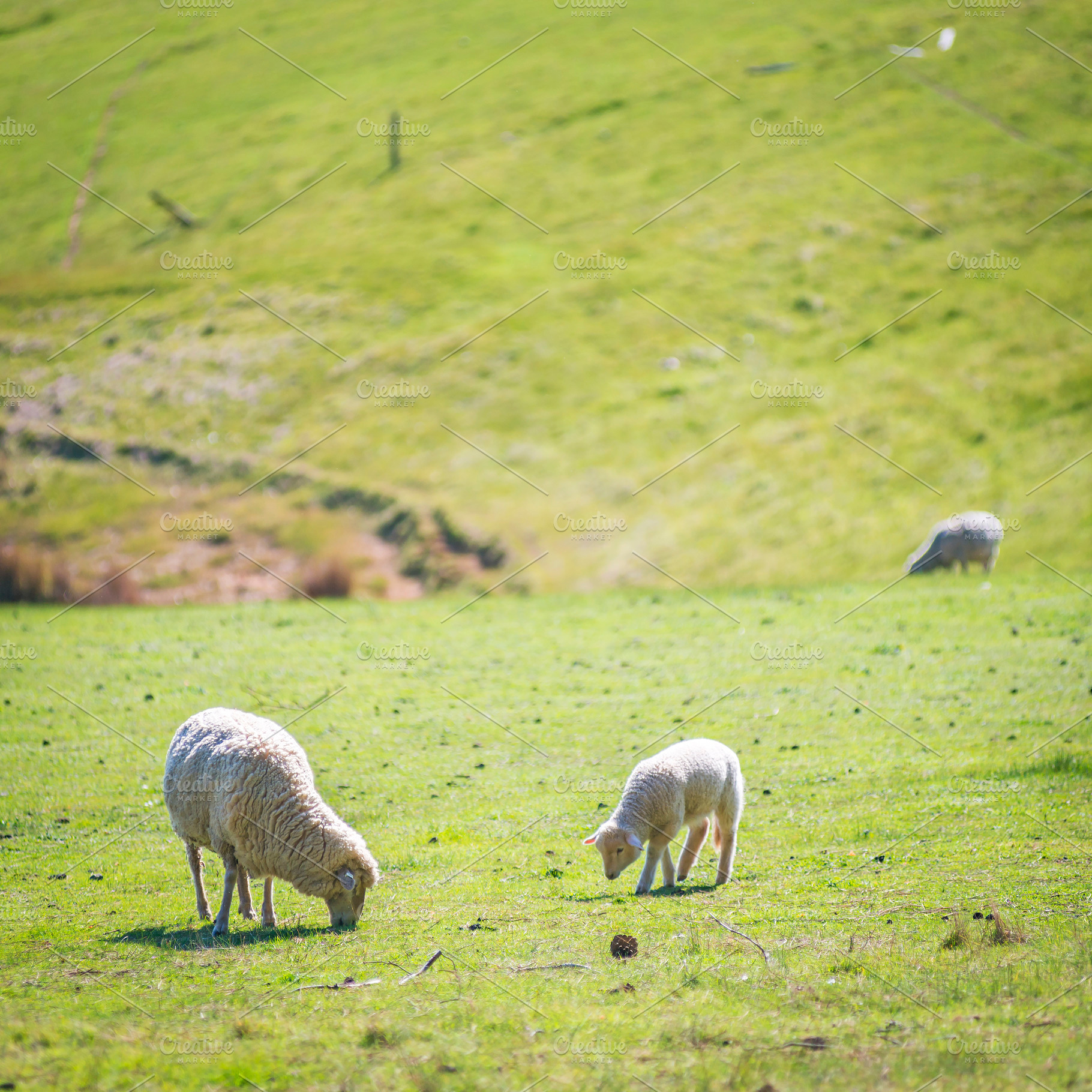 Grazing Sheep, an Animal Photo by THP Creative