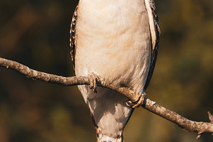 Laughing Kookaburra