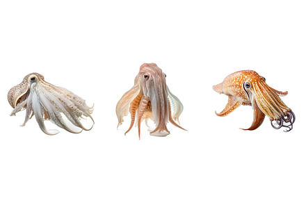 fish cuttlefish animal, an Animal Photo by pikepicture
