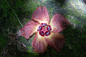 Hibiscus flower on Nuku Hiva, Marquesas Islands, French Polynesi, a Nature Photo by GoodGoods