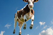 116 Flying animals, an Animal Photo by Handmadefont (Thumbnail 49 of 119)