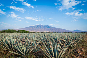 Landscape agave plants containing agave, agriculture, and alcohol