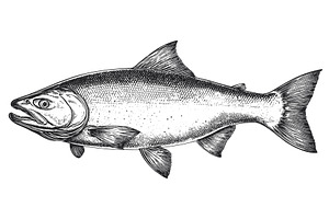 Salmon Fish Detailed Vintage, an Animal Illustration by LadadikArt