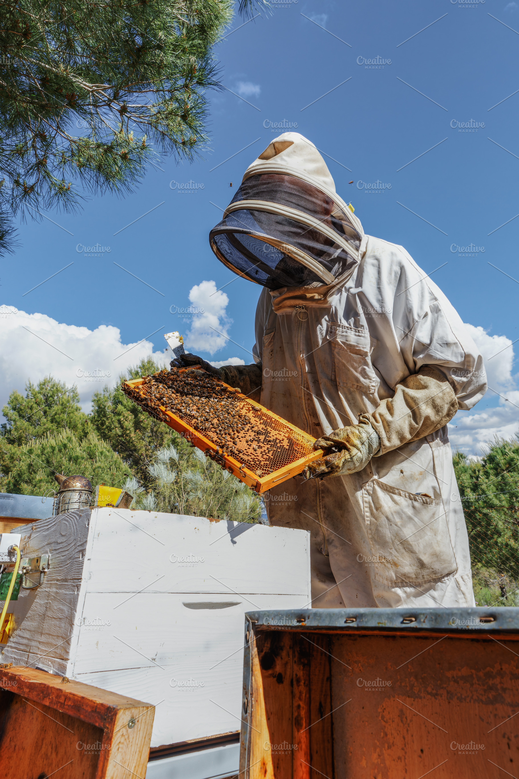 Beekeeper inspecting a hive frame in, a Person Photo by Perpis