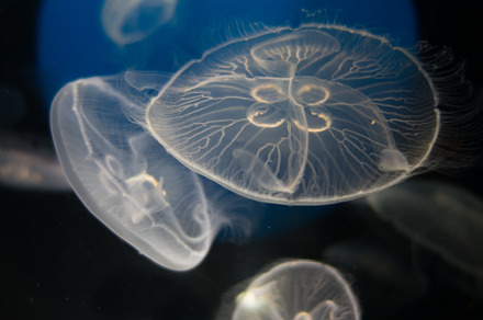 Jellyfish floating in the deep ocean, a Nature Photo by GoodGoods
