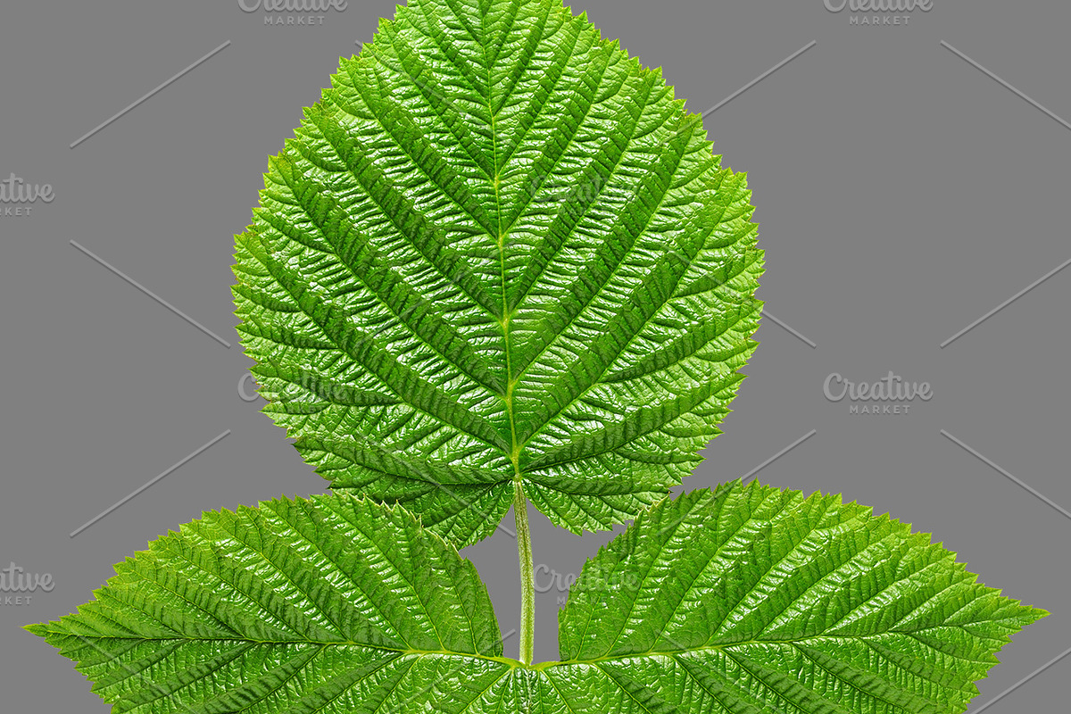 Bundle of isolated green leaves, a Nature Photo by Anatoliy Sadovskiy (Photo 8 of 10)