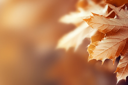 Closeup of autumn leaves natural red featuring autumn, background, and birch, a Nature Photo by Valeria Art