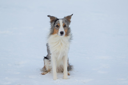 Dog border collie on a walk in winte featuring outdoor, animal, and dog, an Animal Photo by oleghz