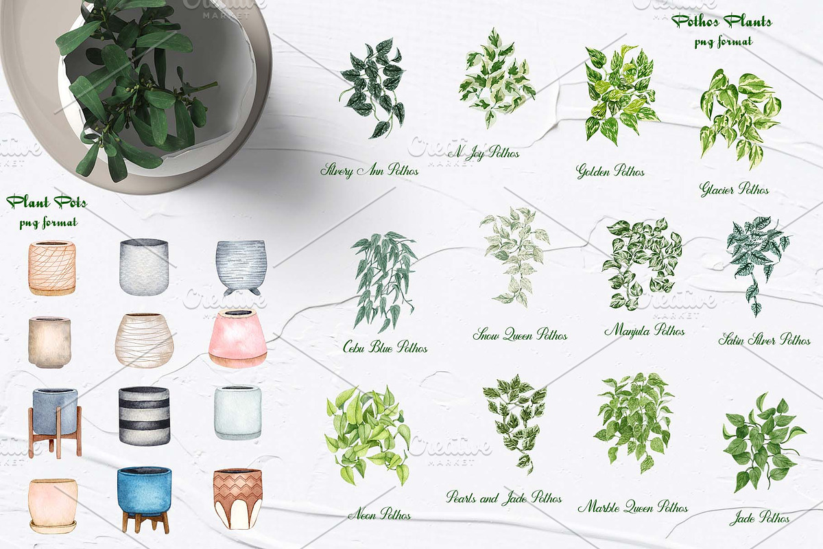 House Plants Watercolor Collection, an Object Graphic by BarvArt (Photo 4 of 8)