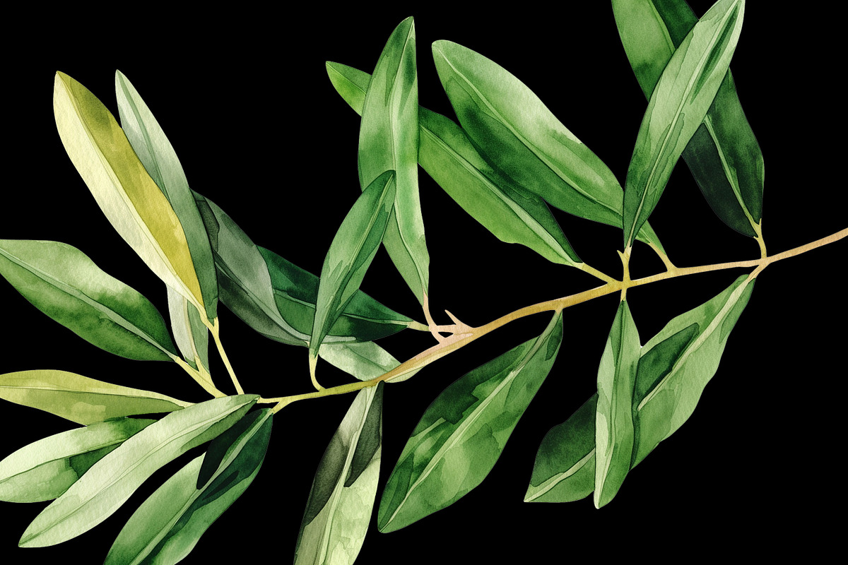 Watercolor Oliva Branch Clipart Png, an Object Graphic by Naty Art (Photo 7 of 8)