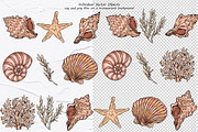 Seashell Vector Hand-drawn Clipart, an Object Graphic by BarvArt (Thumbnail 2 of 6)