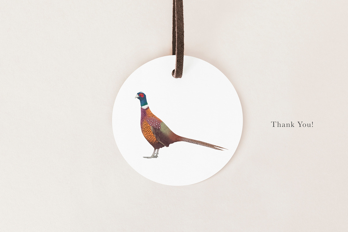 British Wildlife Species Set - PNGs, an Animal Illustration by LaurenFittonIllustration (Photo 10 of 10)