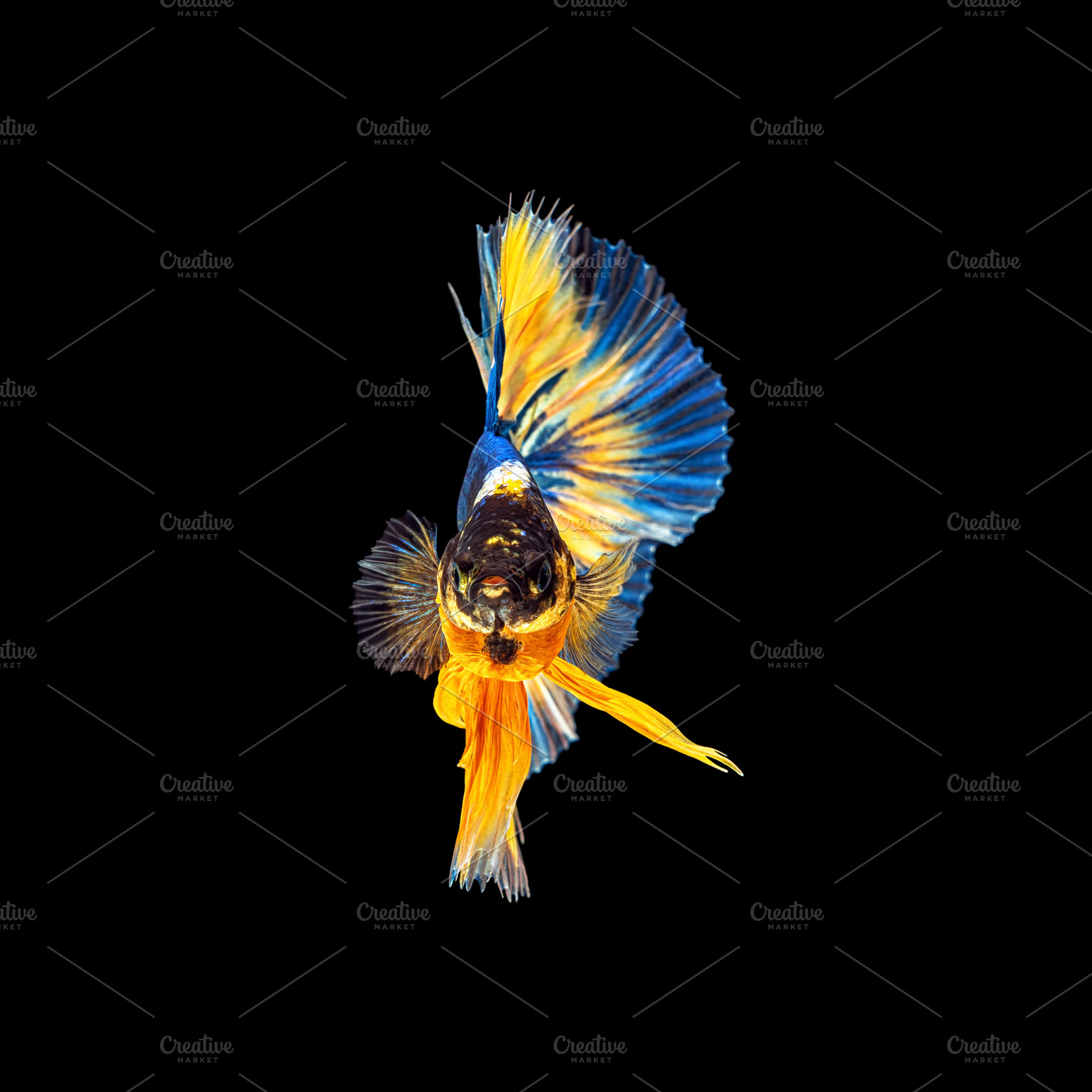 Movement beautiful of colorful siame, an Animal Photo by Tzido Gallery