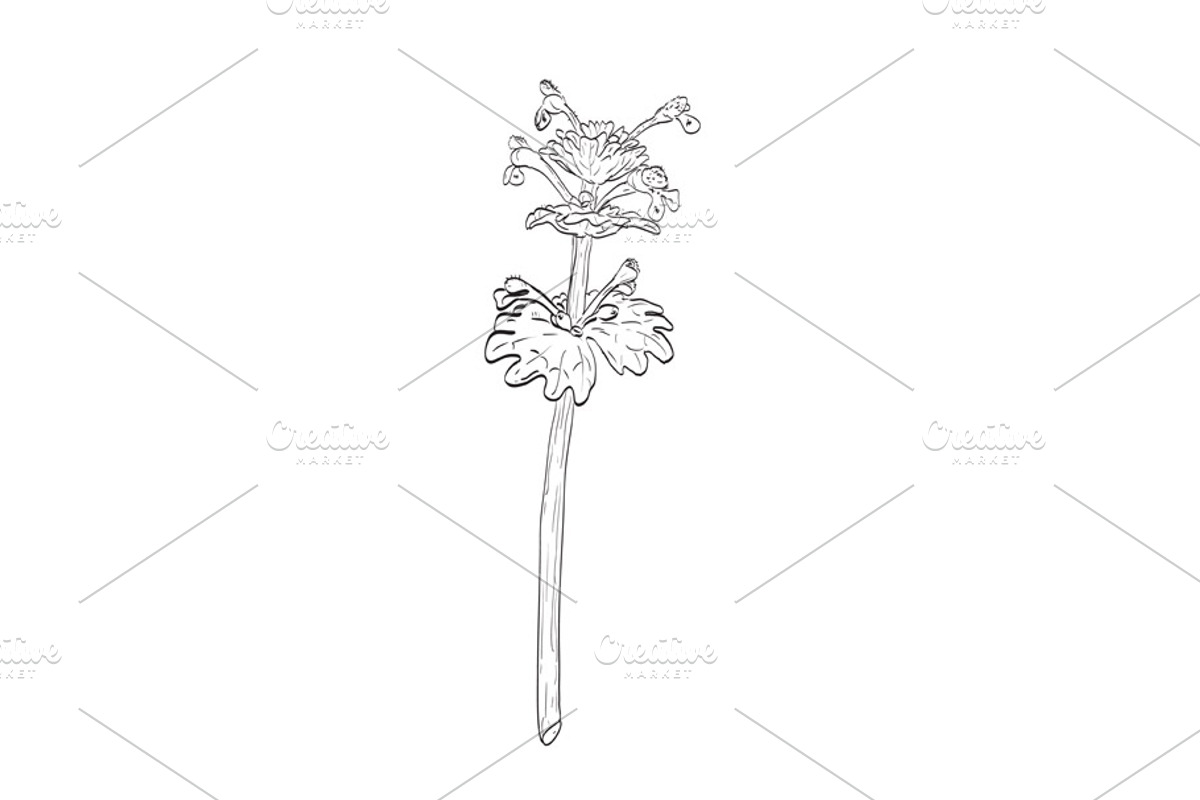 Henbit Deadnettle Plant Drawing, a Decorative Illustration by patrimonio (Photo 1 of 3)