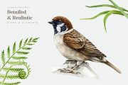 Forest Birds Watercolor Set, an Animal Illustration by AnitaPol (Thumbnail 5 of 26)