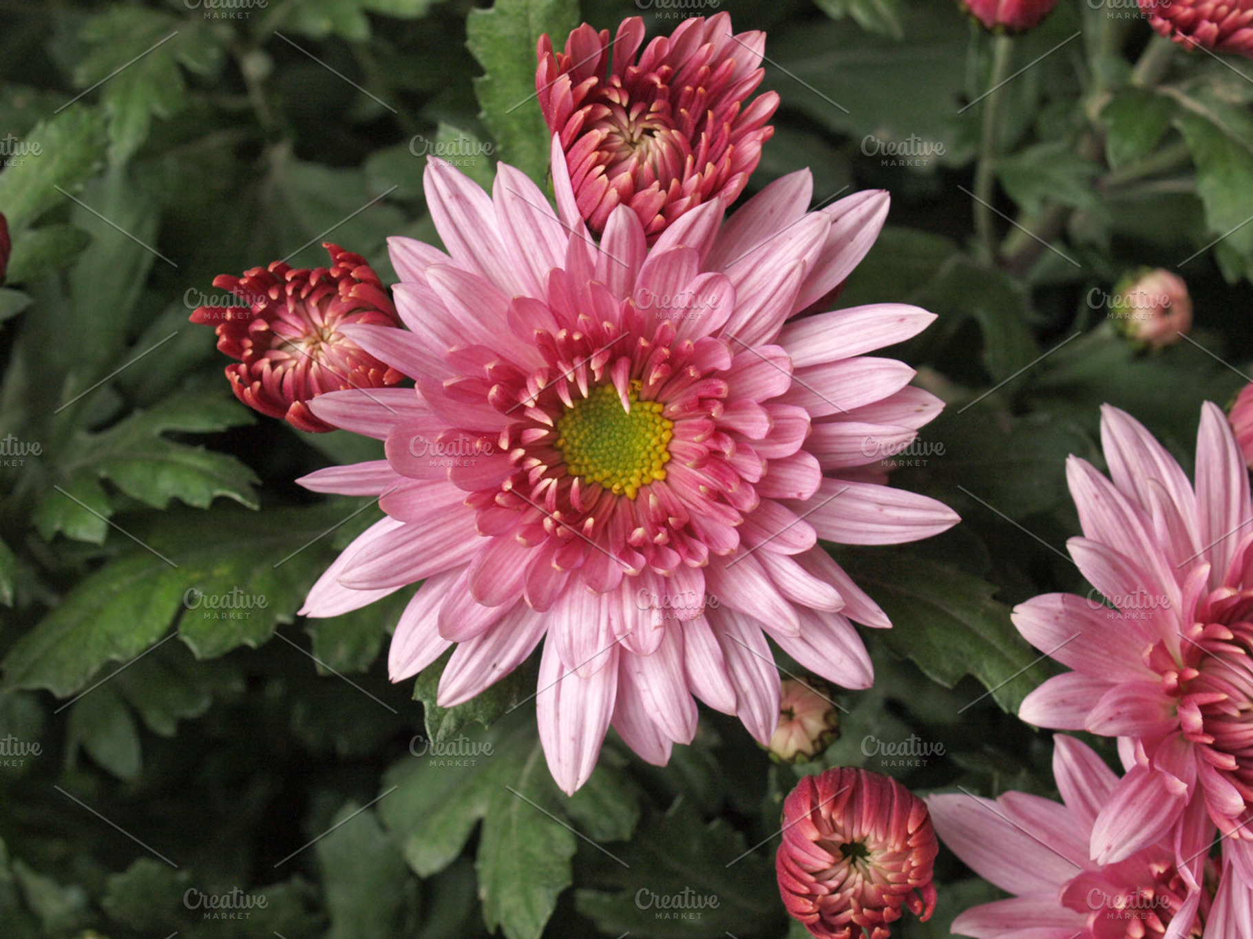 Chrysanthemum Picture Stock Photo Containing Nature And Flower
