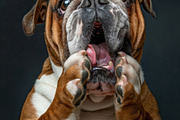 236 surprised animals, an Animal Photo by Handmadefont (Thumbnail 10 of 241)
