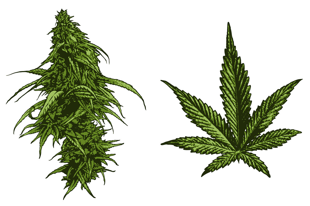 Cannabis, a Healthcare Illustration by illusign