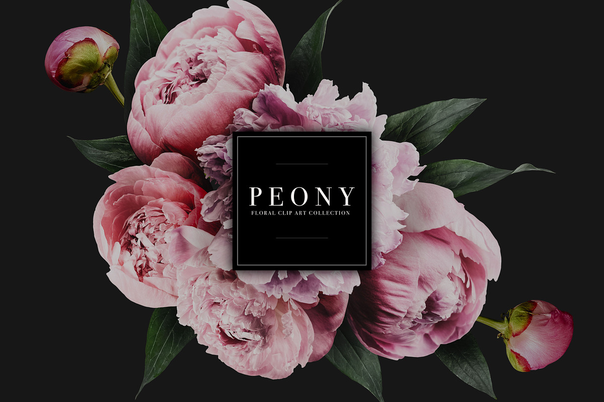Peony Floral Clip Art, an Object Graphic by Eclectic Anthology (Photo 1 of 17)