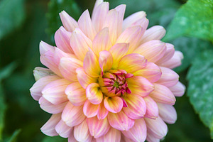 A pink and yellow dahlia flower surrounded by deep green leaves, a Nature Photo by Imaginarium