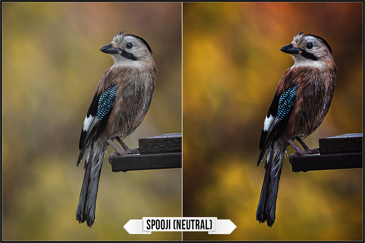 Nikon Custom Picture Controls preview 6