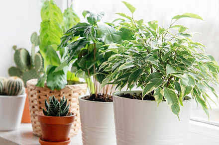 Houseplants on the windowsill, a Nature Photo by Olena Rudo