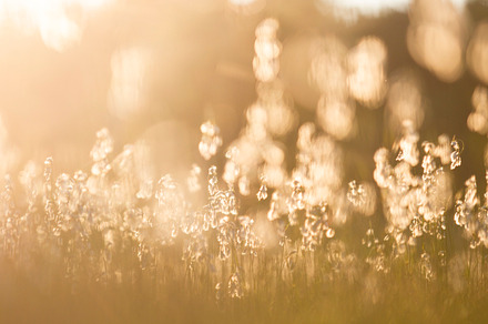 Cotton Grass