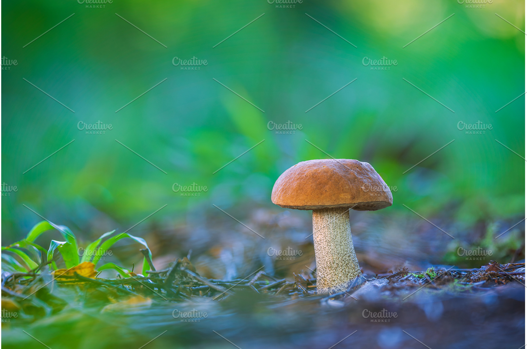 A Lone Orange Birch Bolete in the, a Nature Photo by Lukas Jonaitis SHOP