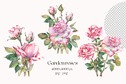 Watercolor Garden Rose Clipart, a Decorative Illustration by Jeanna Draw (Thumbnail 4 of 11)