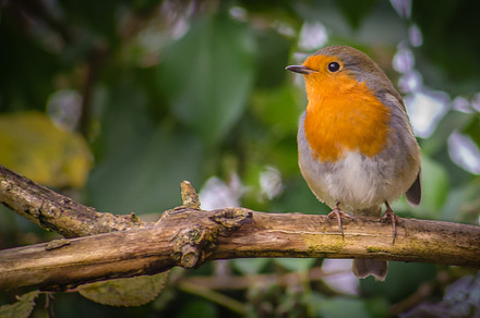 The Robin