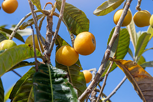 Ripe loquats hanging from tree branch against blue sky, a Nature Photo by Antonio Gravante Market