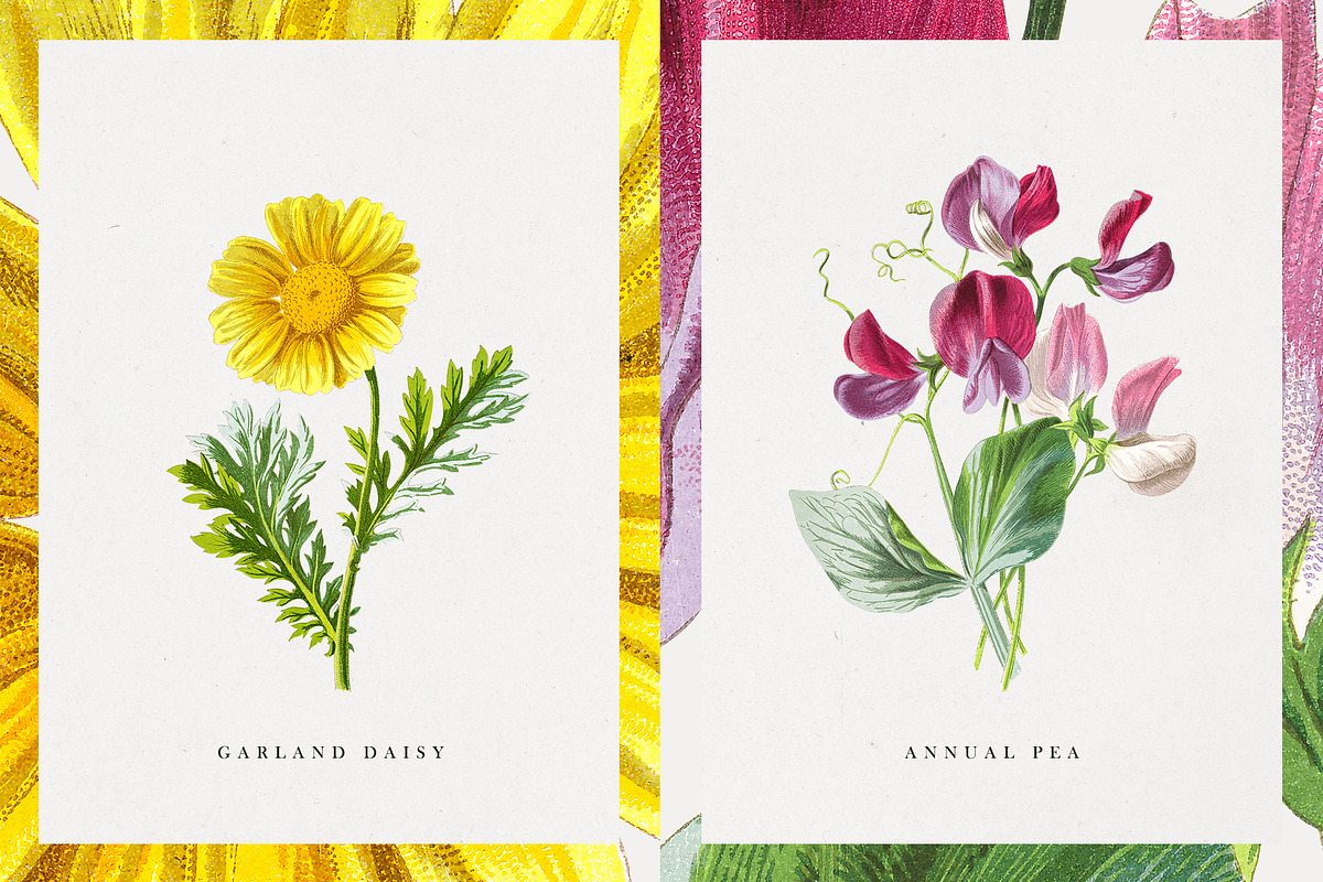 Vintage Flower Illustrations, an Illustration by Greta Ivy (Photo 5 of 8)