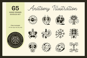 Anatomy Drawing Illustration, an Outline Icon by Vectors Market