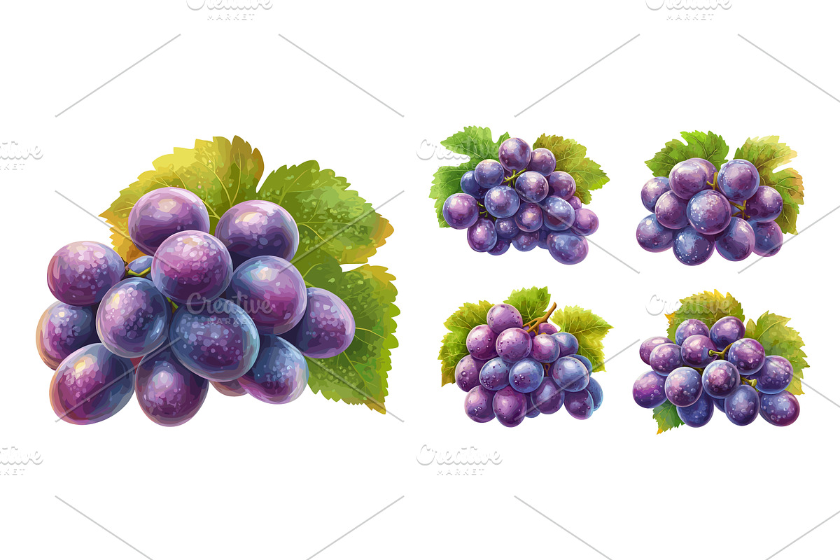 Purple berries bunches grapes, a Food Illustration by Valerie Bodnar