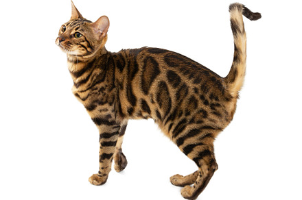 Bengal cat isolated on white