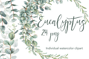 Watercolor Eucalyptus clip art.