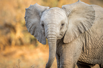 Baby Elephant starring at the camera, an Animal Photo by simoneemanphotography