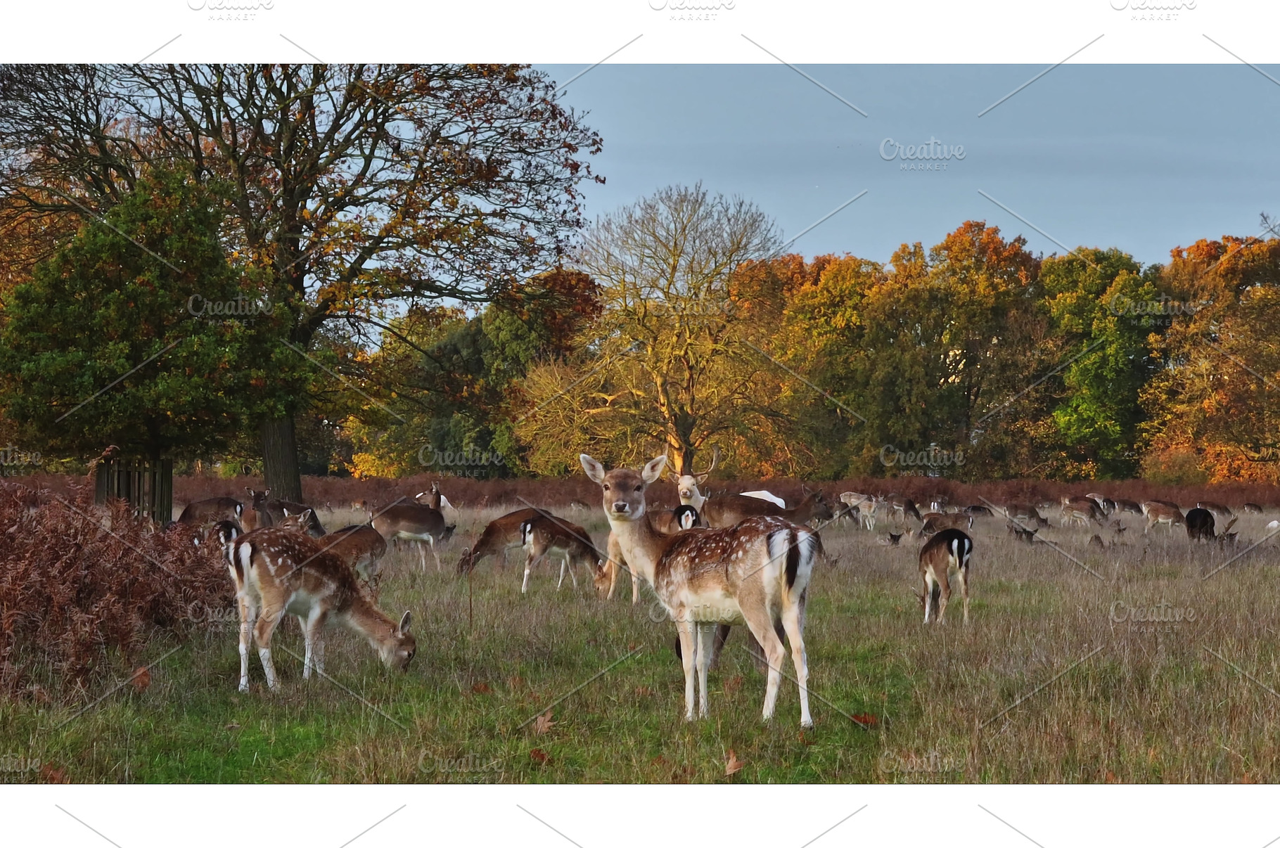 Fallow deer grazing in nature during, an Animal Photo by Goinyk