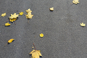 Scattered yellow autumn leaves on a gray asphalt road, a Nature Photo by Textures & Backgrounds