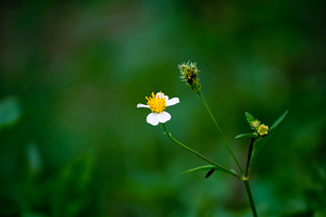 Blossom tropical flower