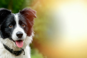 Adorable black and white Border Collie puppy with tongue out sit, an Animal Photo by José Manuel Gelpi