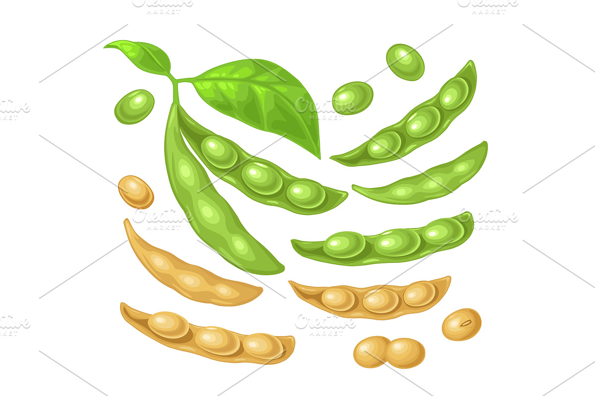Soy plant with leaves and pod, a Food Illustration by MoreVector